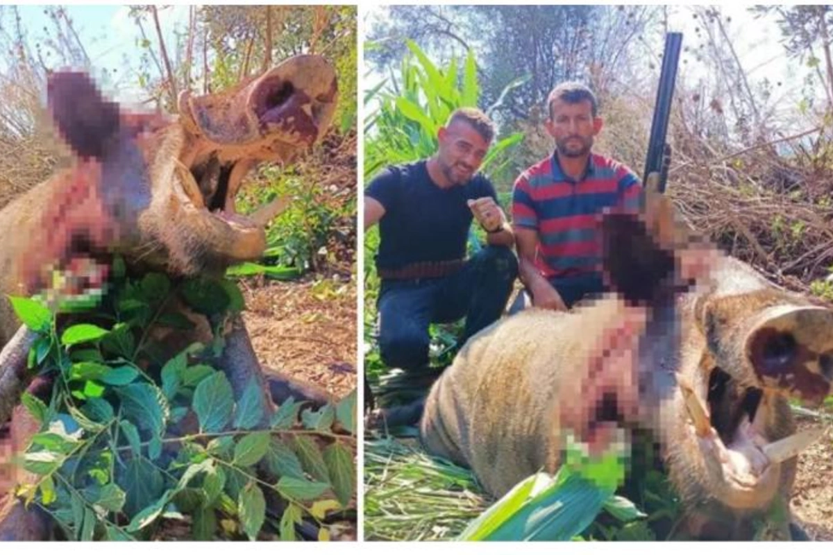 Ovçular əhalini qorxuya salan qabanı belə vurdular — FOTOLAR