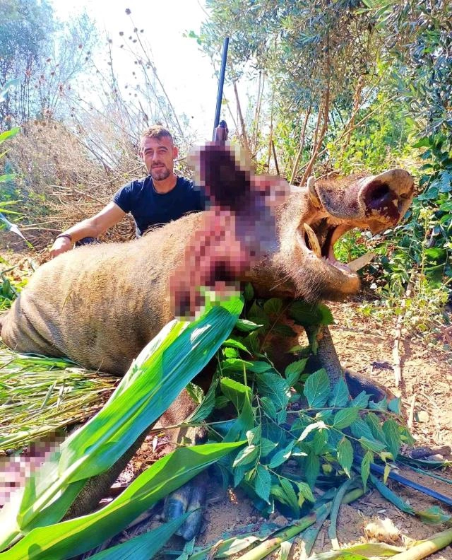 Ovçular əhalini qorxuya salan qabanı belə vurdular — FOTOLAR