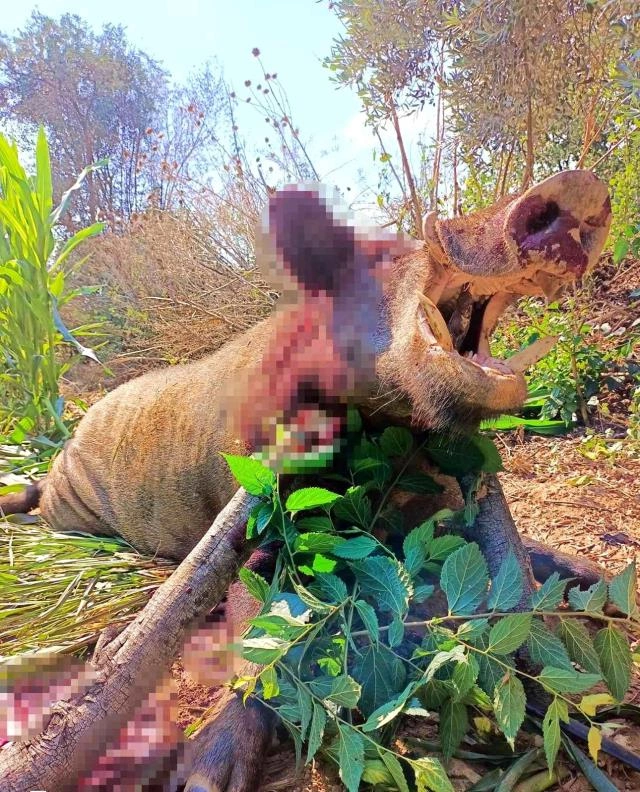 Ovçular əhalini qorxuya salan qabanı belə vurdular — FOTOLAR