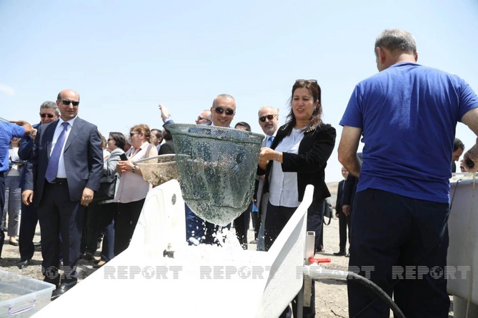 Diplomatlar və beynəlxalq ekspertlər Həkəri çayına forel balıqları buraxdılar — FOTOLAR