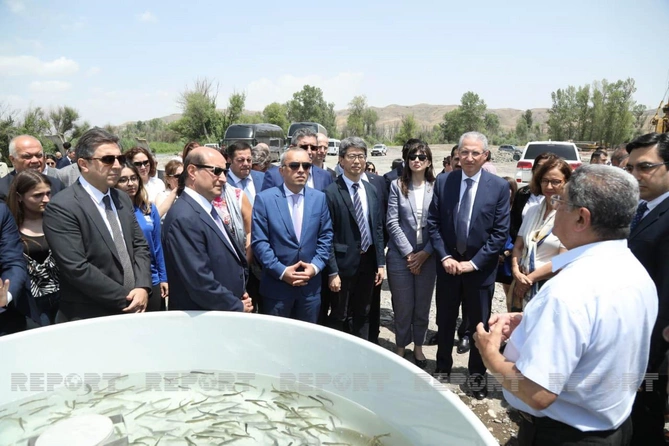 Diplomatlar və beynəlxalq ekspertlər Həkəri çayına forel balıqları buraxdılar — FOTOLAR