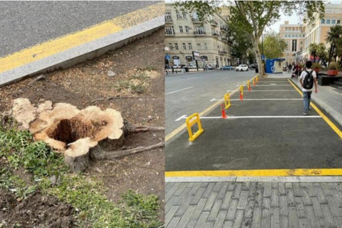 Bakının mərkəzində ağacların kəsilməsinə görə vəzifəli şəxs cərimələndi
