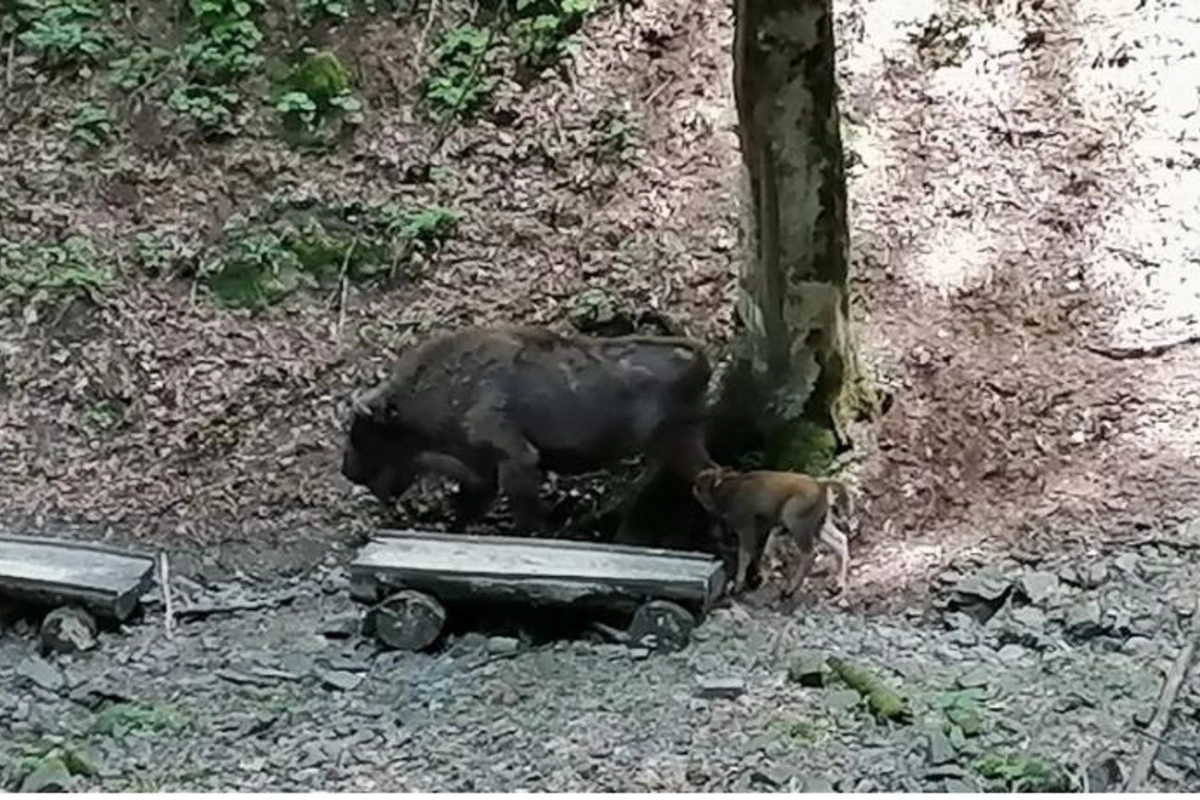 Şahdağ Milli Parkında daha bir zubr balası dünyaya gəldi