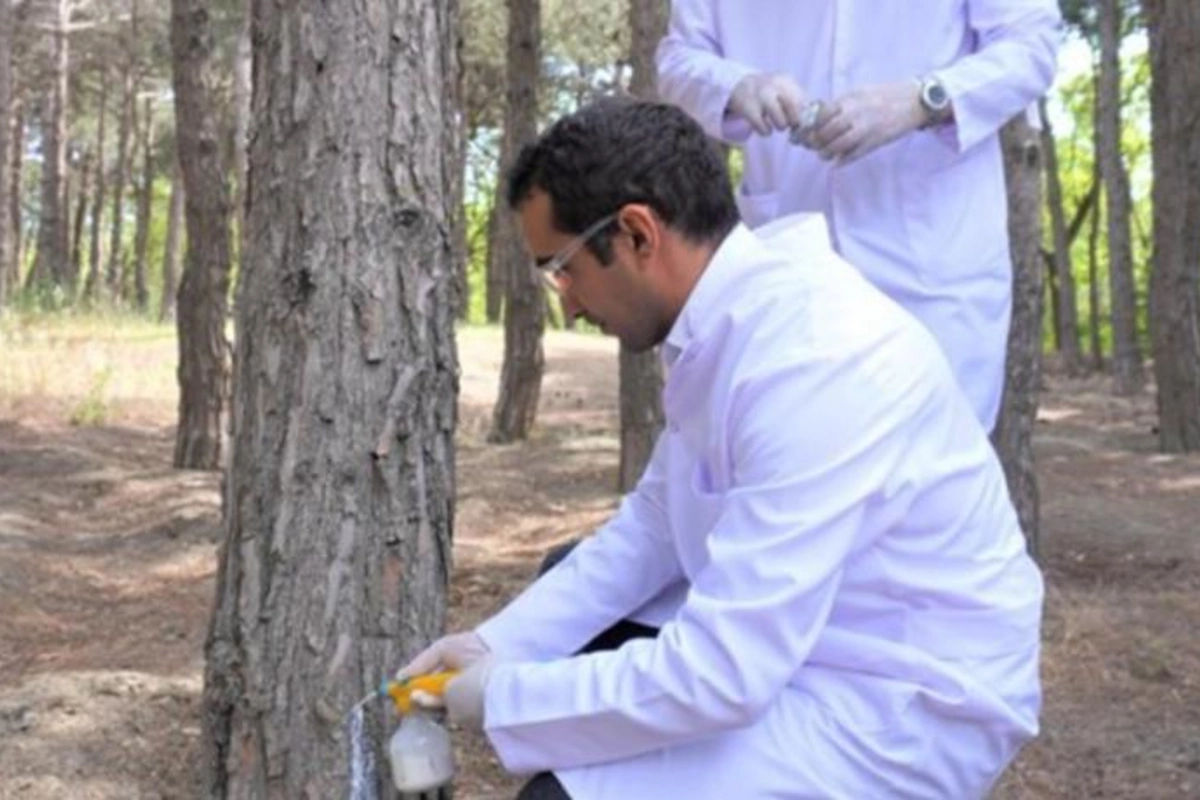 Bakıda 3 000 xəstə şam ağacı kəsilərək utilizasiya edildi — FOTOLAR