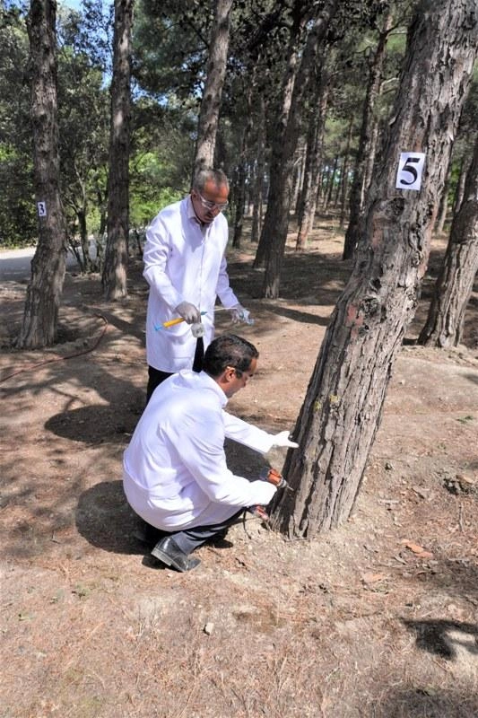 Bakıda 3 000 xəstə şam ağacı kəsilərək utilizasiya edildi — FOTOLAR Bakıda 3 000 xəstə şam ağacı kəsilərək utilizasiya edildi — FOTOLAR