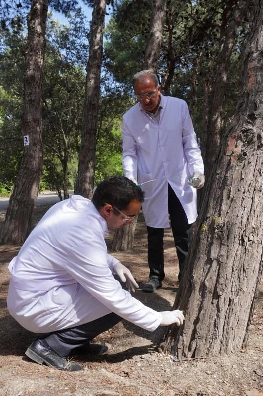 Bakıda 3 000 xəstə şam ağacı kəsilərək utilizasiya edildi — FOTOLAR Bakıda 3 000 xəstə şam ağacı kəsilərək utilizasiya edildi — FOTOLAR