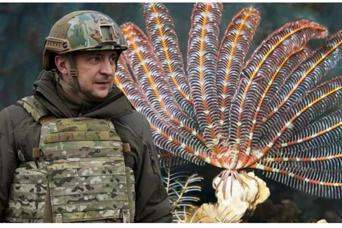 Yeni kəşf edilən canlıya “Zelenski” adı verildi — FOTOLAR