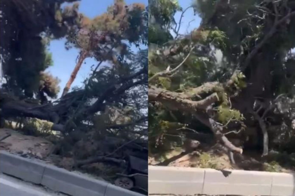 Bakıda yolu genişləndirmək üçün ağaclar kəsilir? — VİDEO
