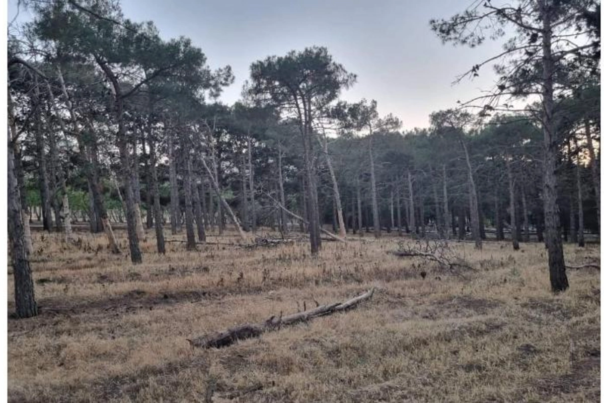 Bakıxanov meşə zolağının acınacaqlı vəziyyəti — FOTOLAR
