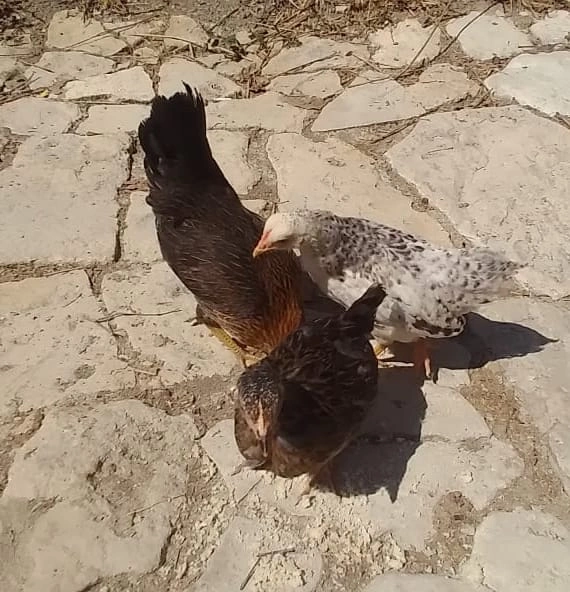Azyaşlı ixtiraçı ev şəraitində cücə yetişdirdi — FOTO+VİDEO