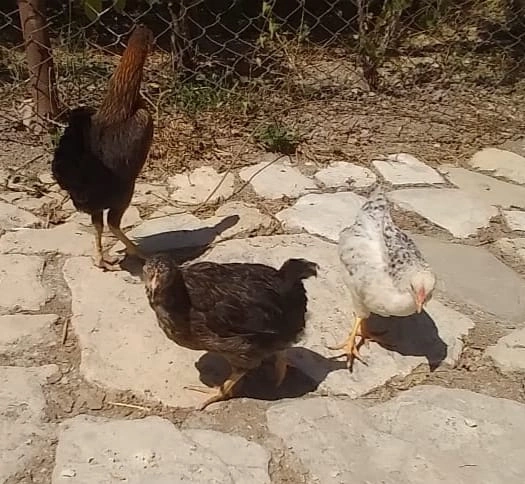 Azyaşlı ixtiraçı ev şəraitində cücə yetişdirdi — FOTO+VİDEO