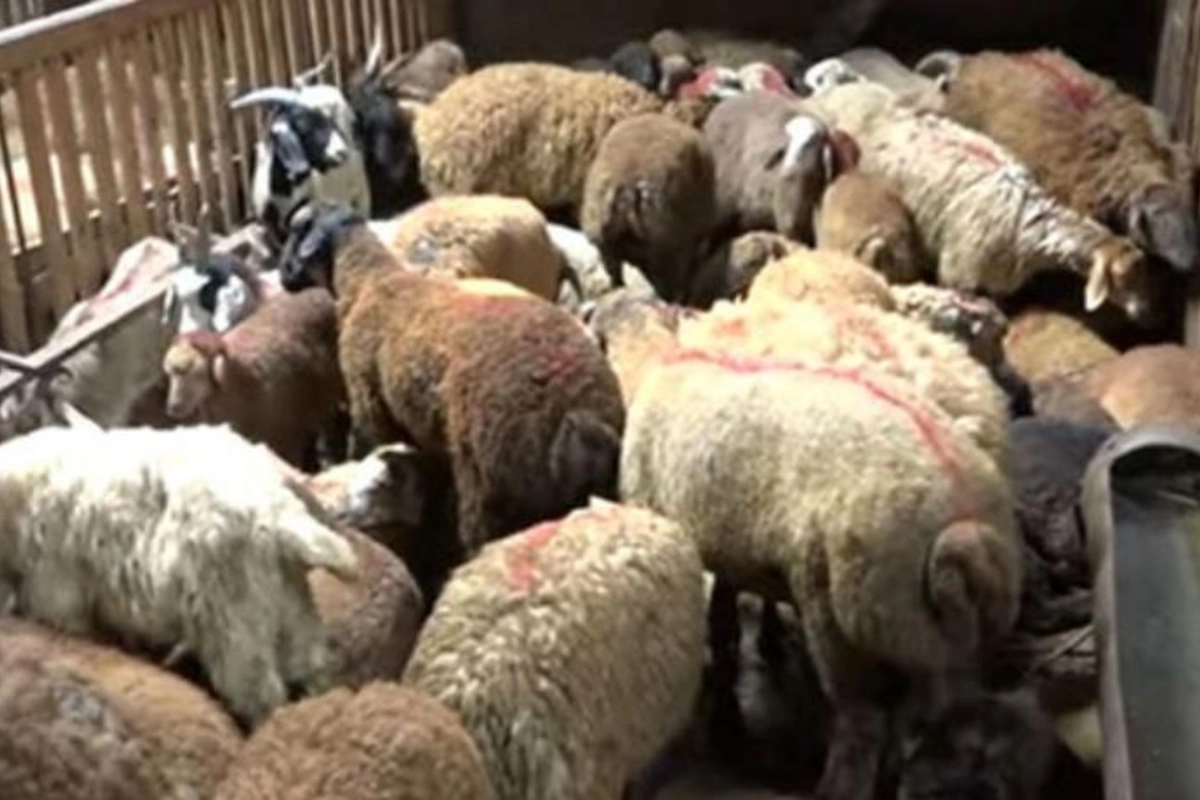 Qurbanlıq heyvanların onlayn satışına start verildi — VİDEO
