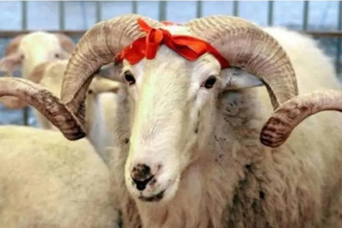 Qurban bayramına hazırlıqlar davam edir