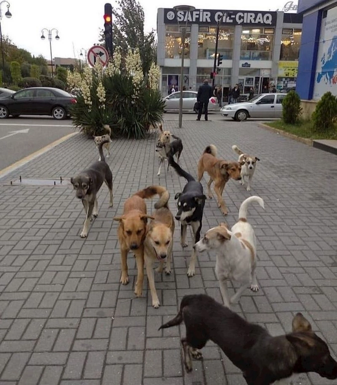 Küçə itləri tanınmış jurnalistə hücum etdilər — FOTO Küçə itləri tanınmış jurnalistə hücum etdilər — FOTO