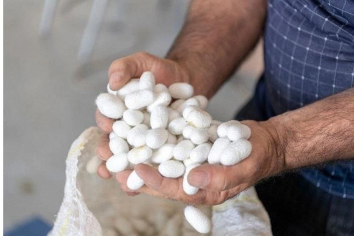 Barama tədarükü başa çatır: 340 tondan artıq məhsul təhvil verildi