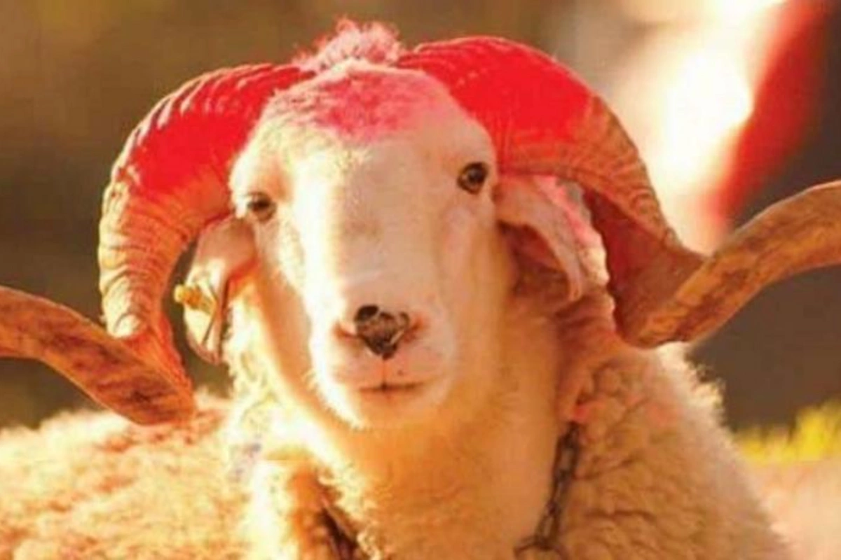 Qurbanı kəsən şəxsin onun ətindən yeməməsi... — AÇIQLAMA