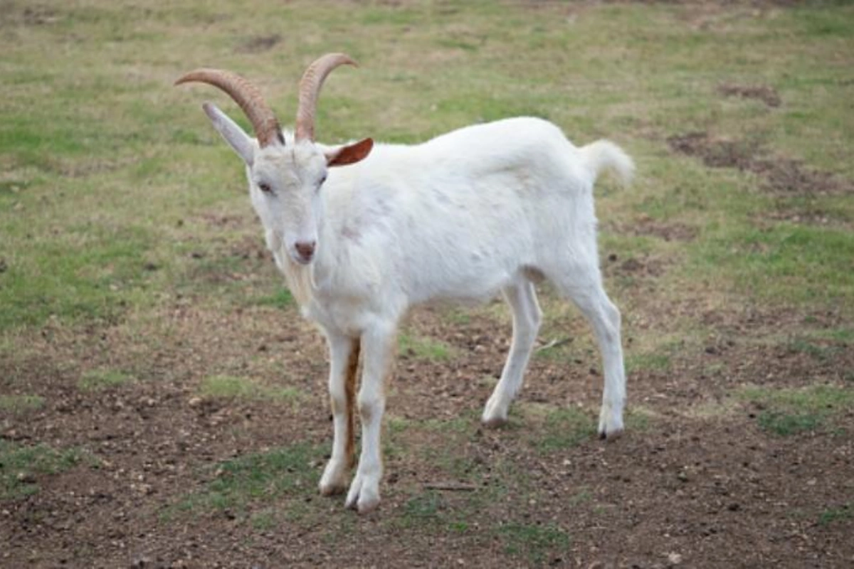 Qurbanlıq üçün aldığı keçini kəsməkdən son anda imtina etdi — MARAQLI SƏBƏB
