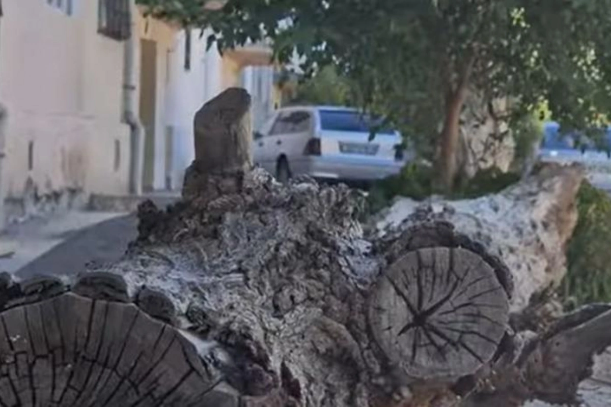 Qurumuş ağac yaşayış binasının üstünə aşıb — VİDEO