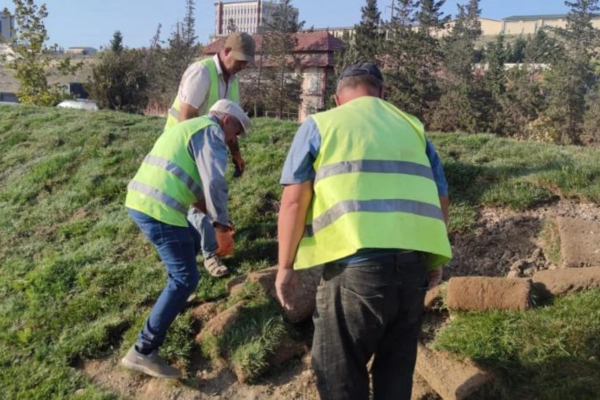 Abşeronda yaşıllaşdırma işləri davam edir — FOTOLAR