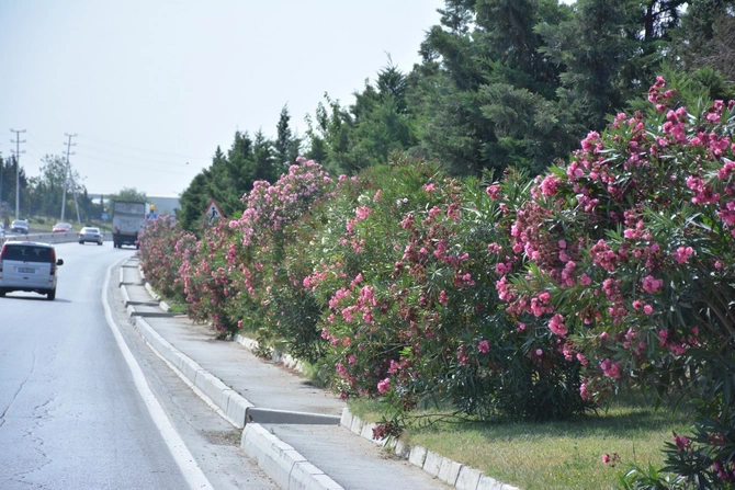 Abşeronda yaşıllaşdırma işləri davam edir — FOTOLAR