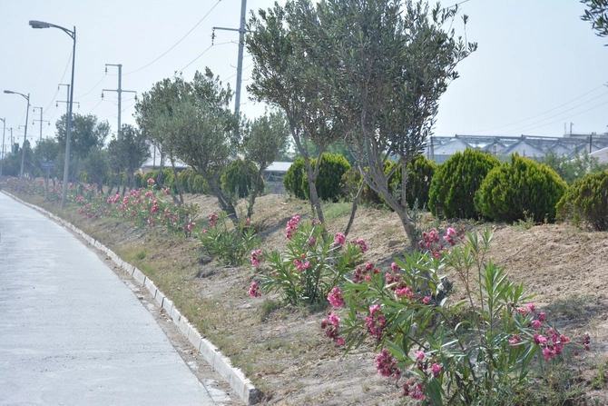 Abşeronda yaşıllaşdırma işləri davam edir — FOTOLAR