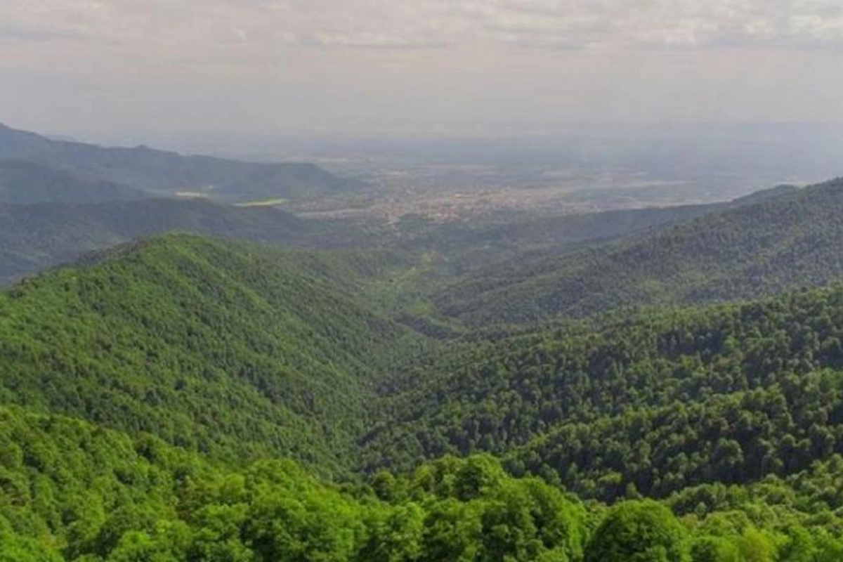 Zaqatala dağlarında daha bir turist itib: Arxasınca ayı düşüb...