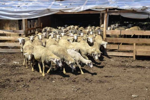 Türkiyəli fermer ayda 11 minə çoban axtarır — FOTOLAR Türkiyəli fermer ayda 11 minə çoban axtarır — FOTOLAR