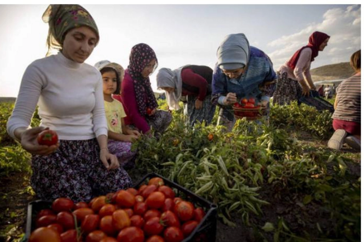 Əminə Ərdoğan pomidor yığımında iştirak etdi — FOTOLAR