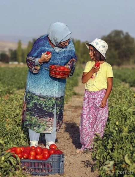 Əminə Ərdoğan pomidor yığımında iştirak etdi — FOTOLAR