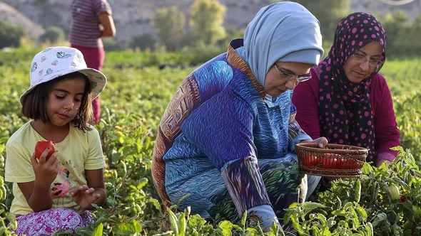 Əminə Ərdoğan pomidor yığımında iştirak etdi — FOTOLAR