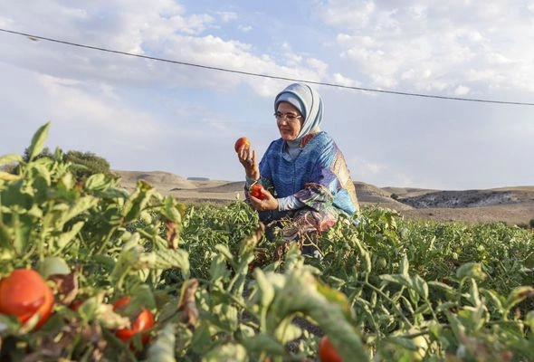 Əminə Ərdoğan pomidor yığımında iştirak etdi — FOTOLAR