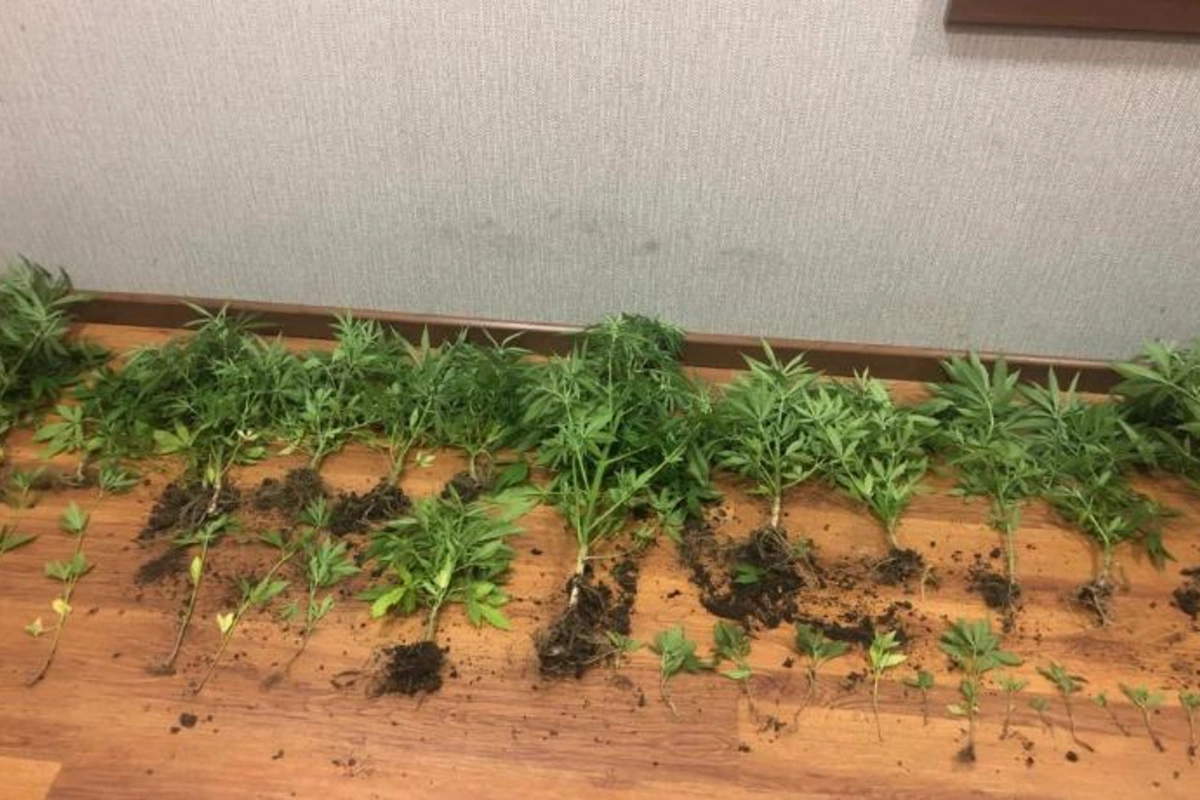 Qubada narkotik becərən şəxs saxlanıldı — FOTO
