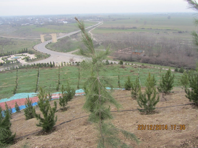 Sultanbud kurqanının acı taleyi — VİDEO/FOTOLAR