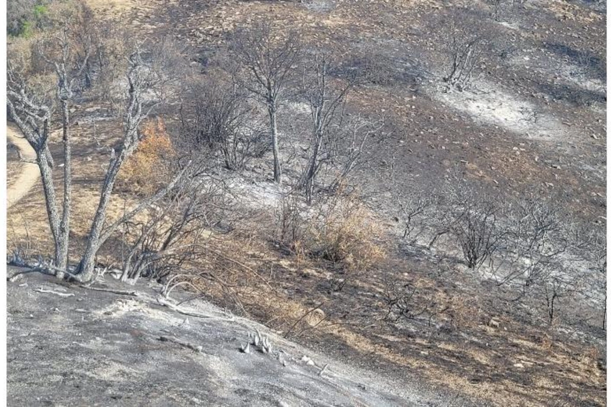 Altıağac Milli Parkındakı yanğının səbəbi açıqlandı — RƏSMİ
