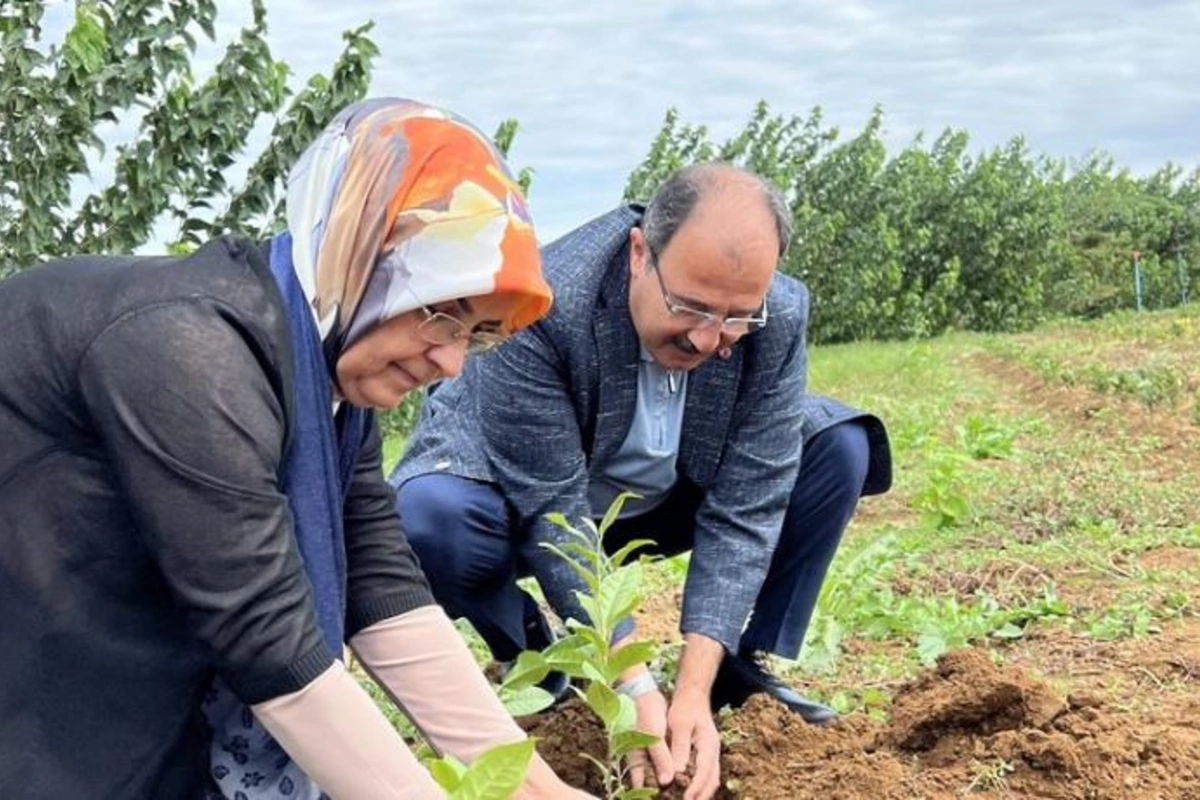 Türkiyə səfiri Lənkəranda çay tingləri əkdi — FOTO