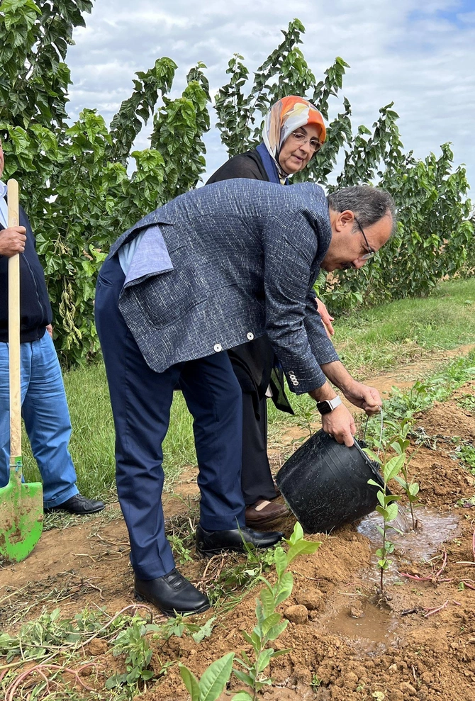 Türkiyə səfiri Lənkəranda çay tingləri əkdi — FOTO Türkiyə səfiri Lənkəranda çay tingləri əkdi — FOTO