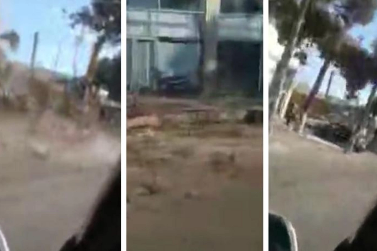ETSN Xəzər rayonunda şam ağaclarının kəsilməsi ilə bağlı araşdırmaya başladı — VİDEO