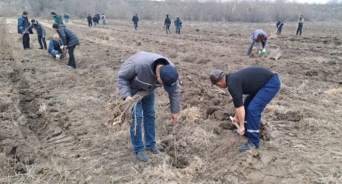 Bu gün meşə fondu torpaqlarında 8000-dən çox ağac əkilib — FOTO