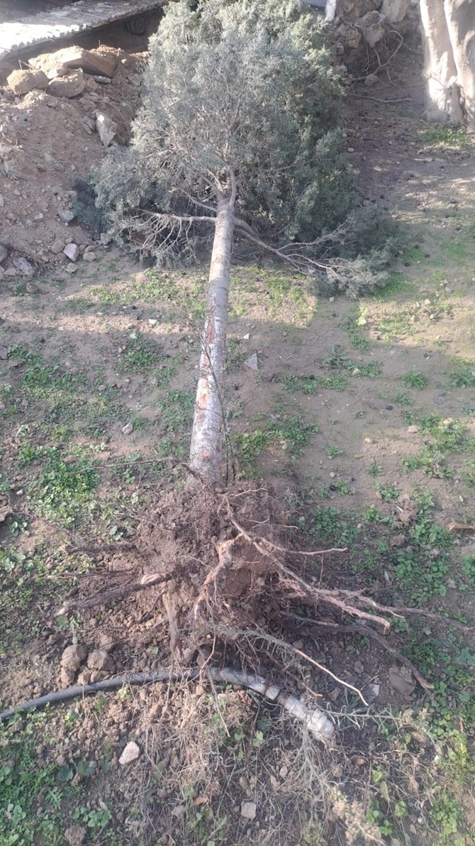 Qanunsuz ağac kəsimi ilə bağlı sənədlər Prokurorluğa göndərilib