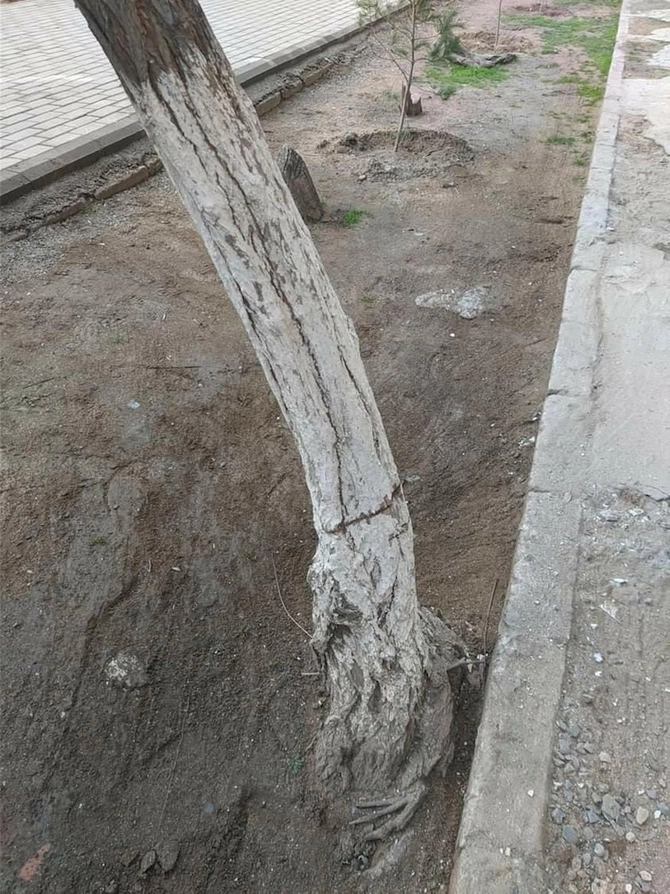 Qanunsuz ağac kəsimi ilə bağlı sənədlər Prokurorluğa göndərilib