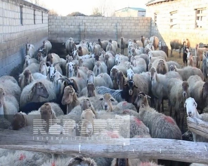 Ağdaşda iri və xırdabuynuzlu heyvanlar naməlum şəraitdə tələf olur — FOTO