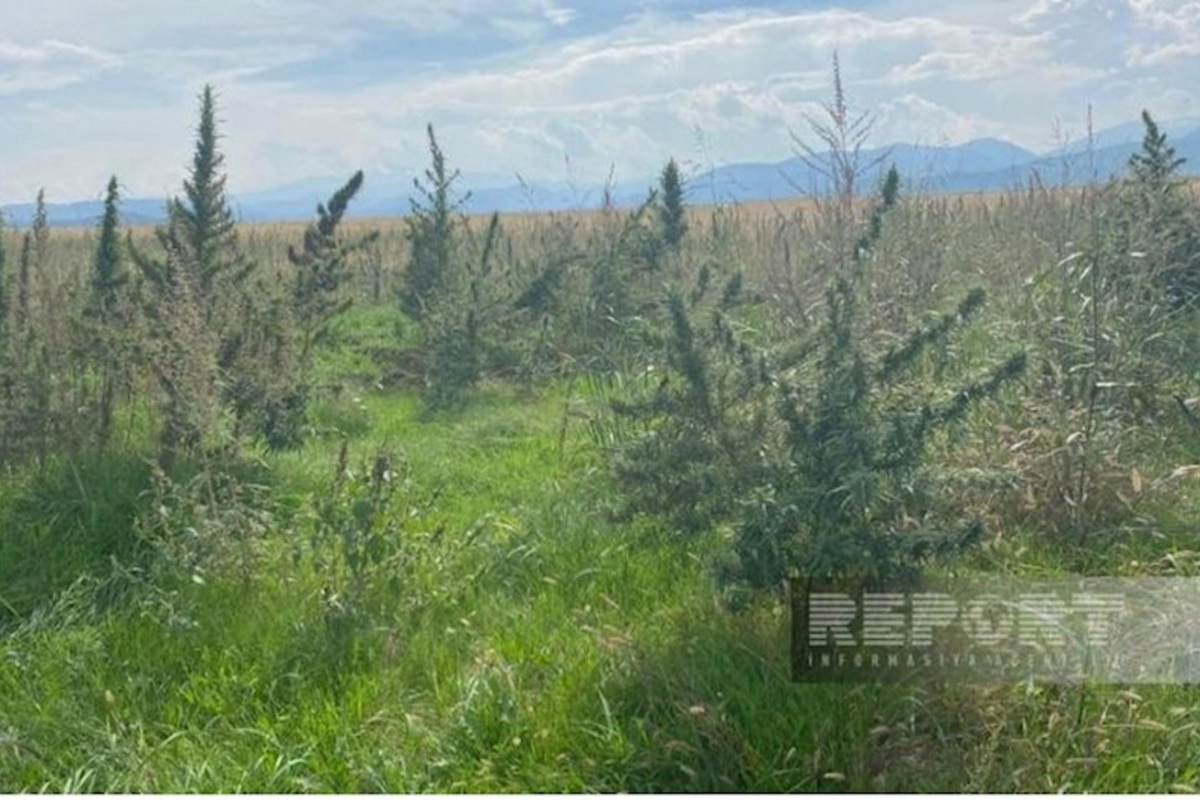 Xocalıda narkotik plantasiyası aşkarlandı