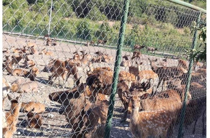Ramiz Mehdiyevin masaj sirri: Maral buynuzunun qanı, Pant vannaları — Cavanlıq möcüzəsi (FOTO) Ramiz Mehdiyevin masaj sirri: Maral buynuzunun qanı, Pant vannaları — Cavanlıq möcüzəsi (FOTO)