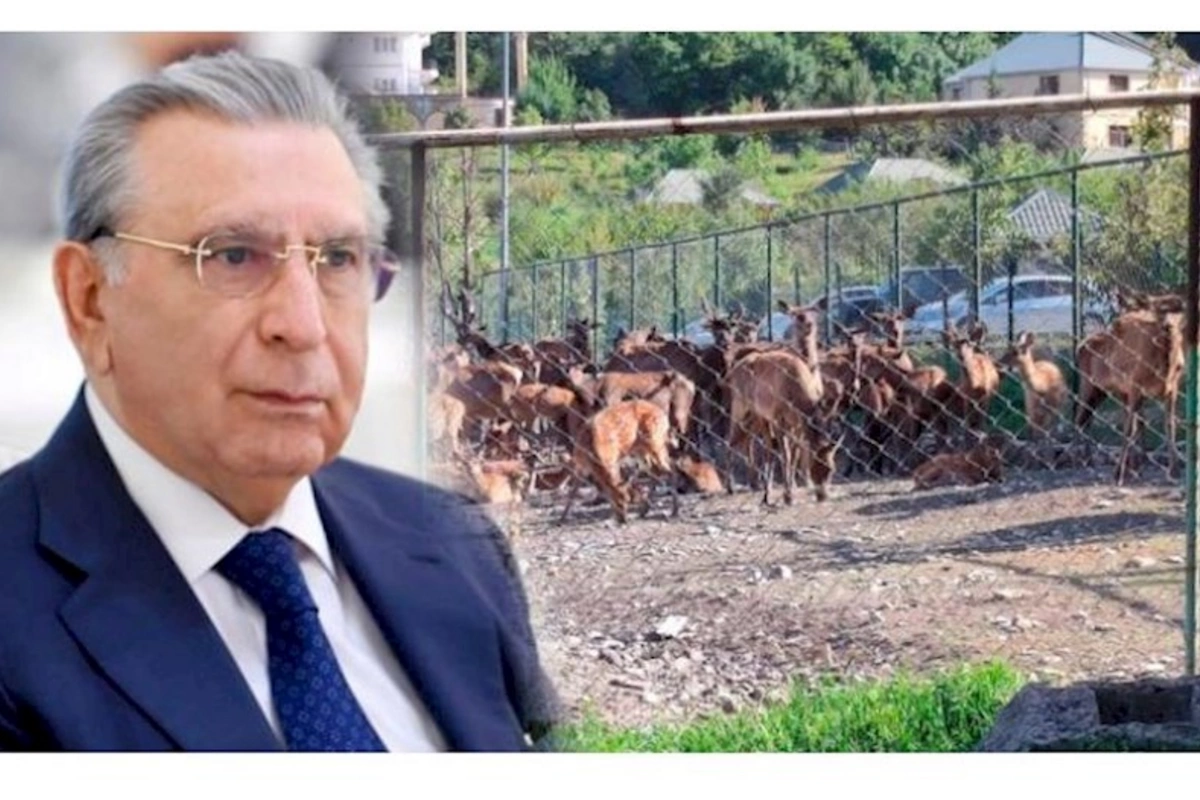 Ramiz Mehdiyevin masaj sirri: Maral buynuzunun qanı, Pant vannaları — Cavanlıq möcüzəsi (FOTO)