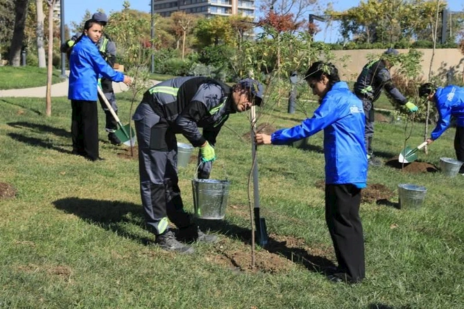 Bakıda növbəti ağacəkmə aksiyası keçirilib — FOTOLAR