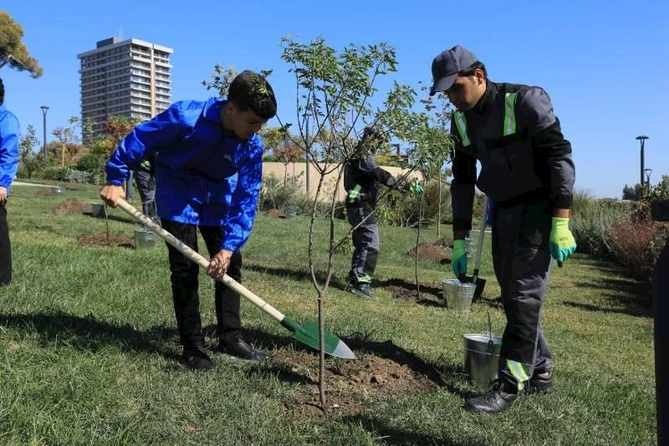 Bakıda növbəti ağacəkmə aksiyası keçirilib — FOTOLAR