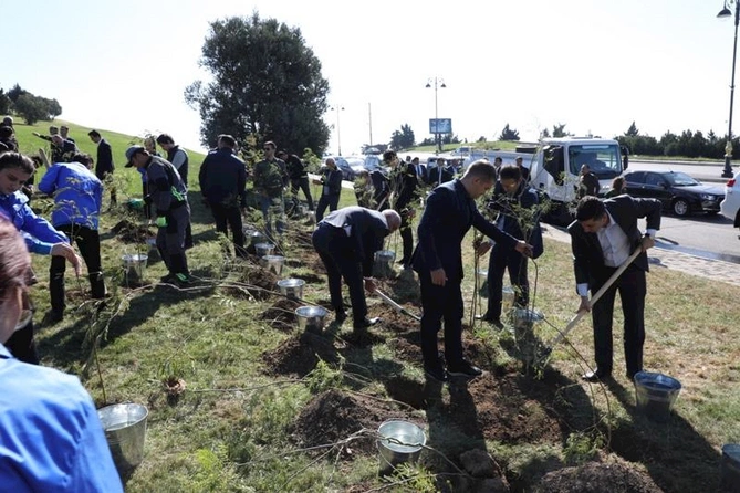 Bakıda növbəti ağacəkmə aksiyası keçirilib — FOTOLAR