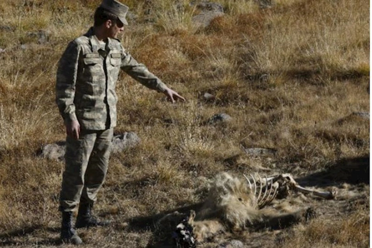 Hikmət Hacıyev ermənilərin basdırdığı minanın qurbanı olmuş qonur ayının görüntüsünü yayıb —FOTO
