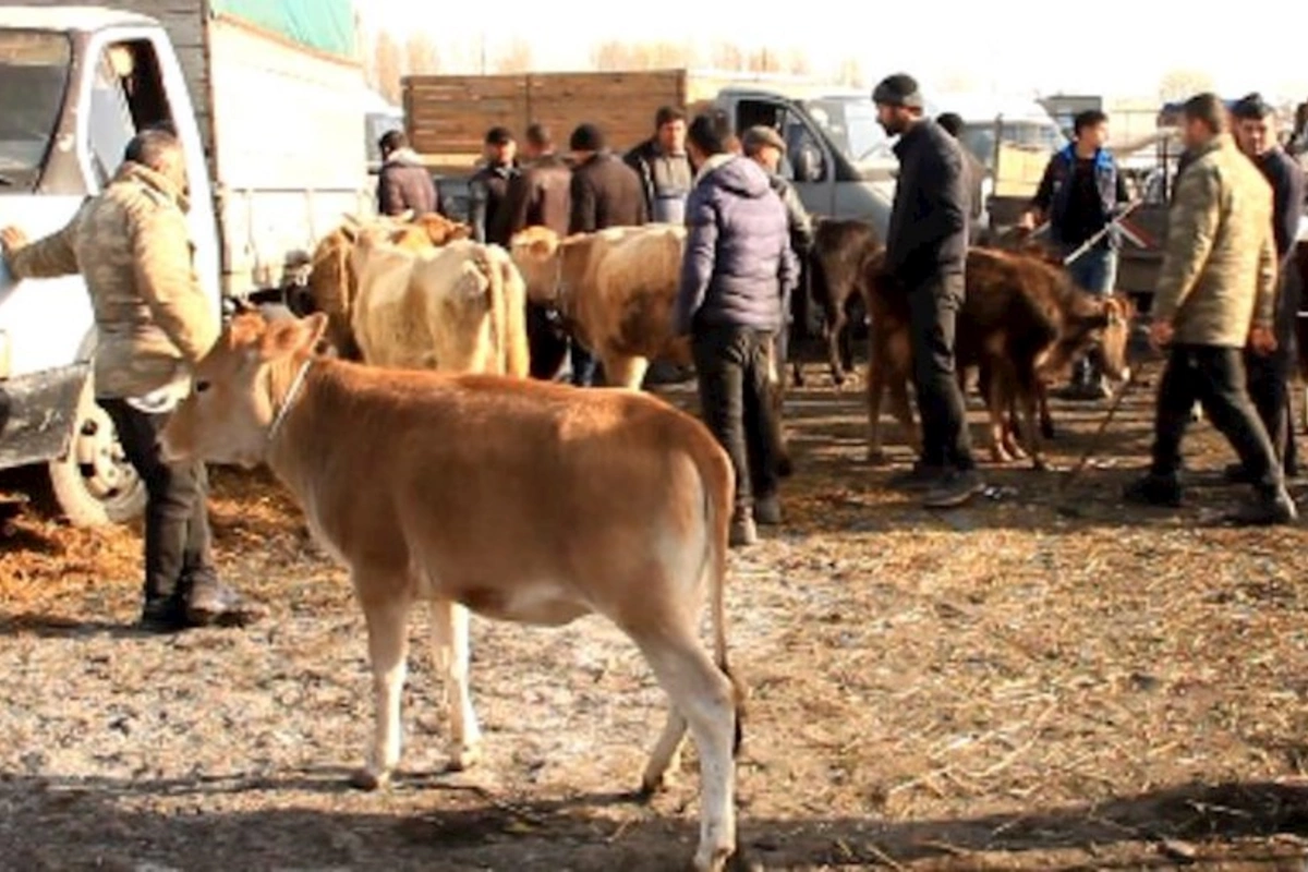 Bahalaşmanın yeni dalğası gəlir: Qışda ət 20 manat olacaq