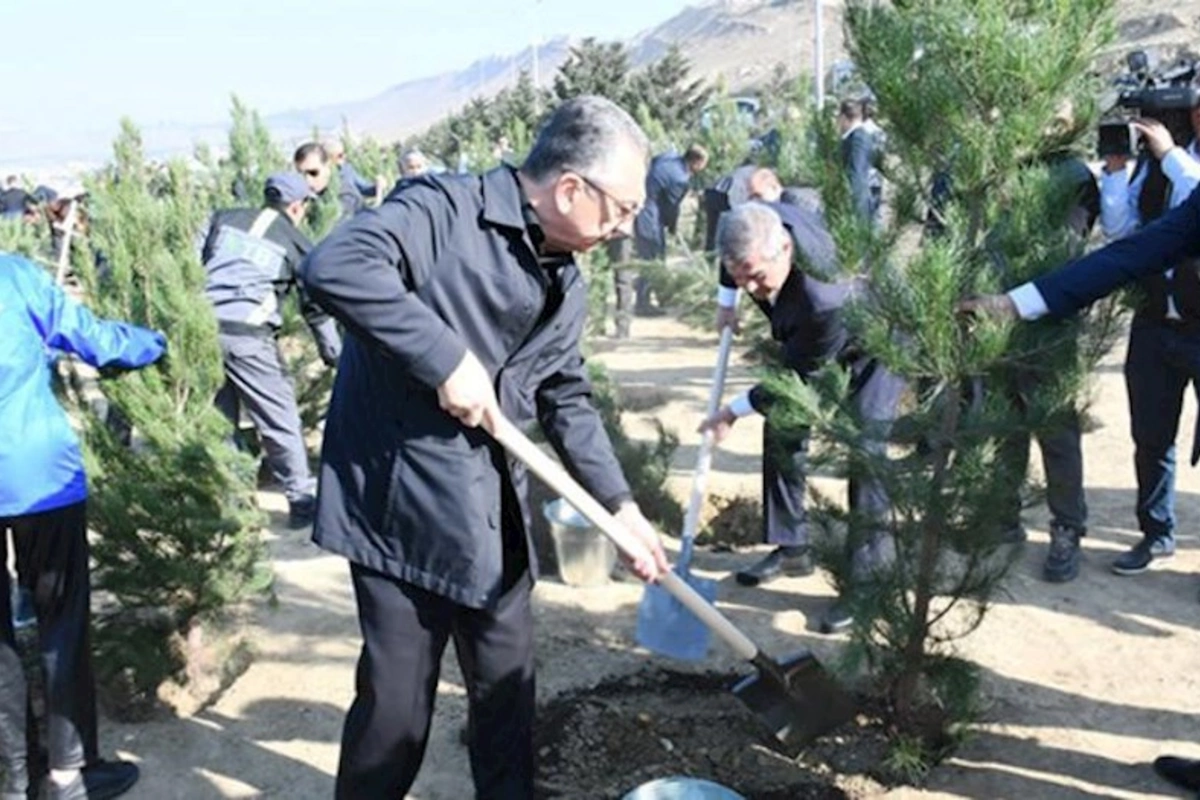 Bakıda növbəti ağacəkmə aksiyası keçirildi — FOTOLAR